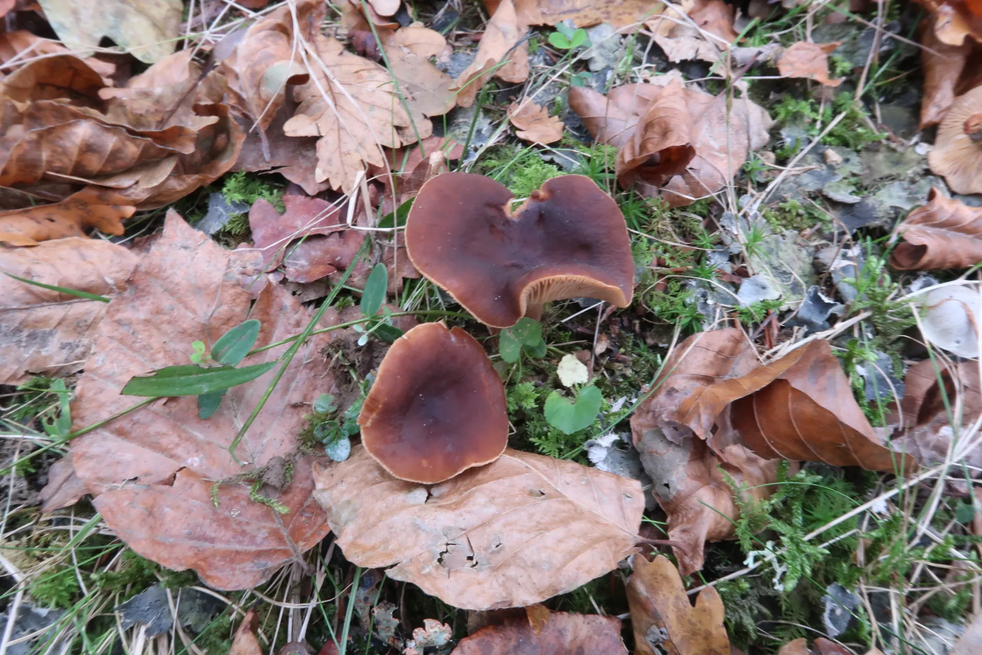 Lactarius subumbonatus - 1 - IMG_2269